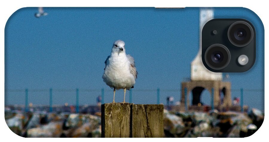 Seagull iPhone Case featuring the photograph Resting Spot by James Meyer