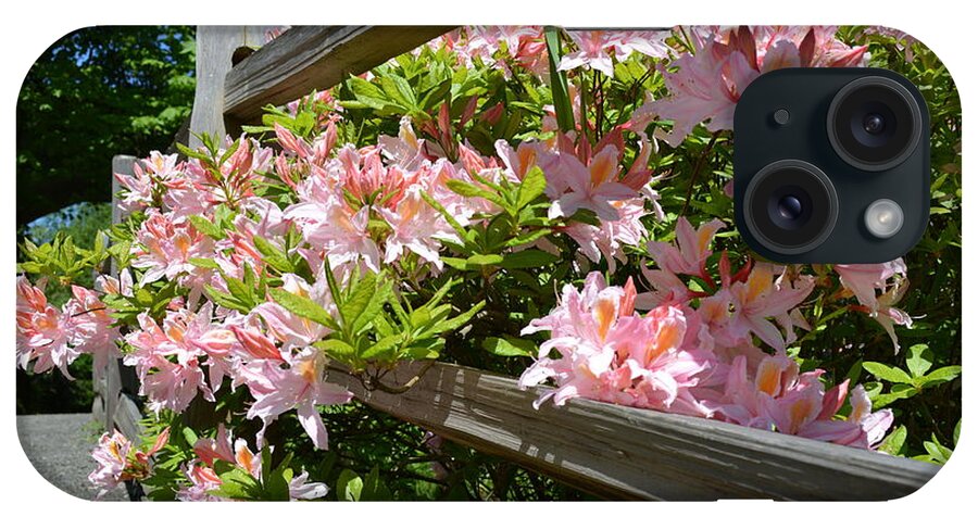 Rhododendron iPhone Case featuring the photograph Rhododendrons in Tumwater Falls Park by Zaira Dzhaubaeva