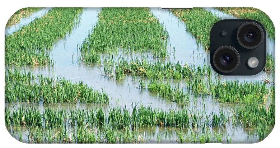 Rice Paddy iPhone Case featuring the photograph Rice Paddy Field by Cristina Pedrazzini/science Photo Library