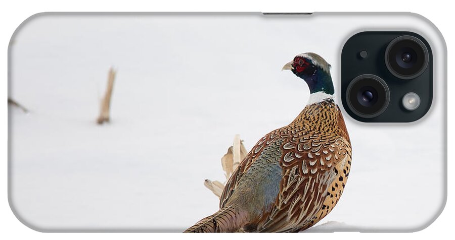 Ornithology iPhone Case featuring the photograph Ring-Necked Pheasant by Cheryl Baxter