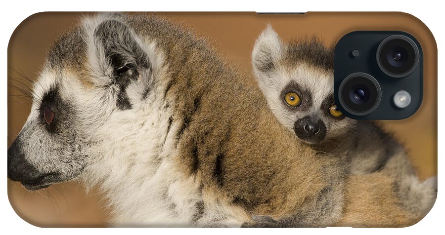 Feb0514 iPhone Case featuring the photograph Ring-tailed Lemur And Baby Madagascar by Suzi Eszterhas