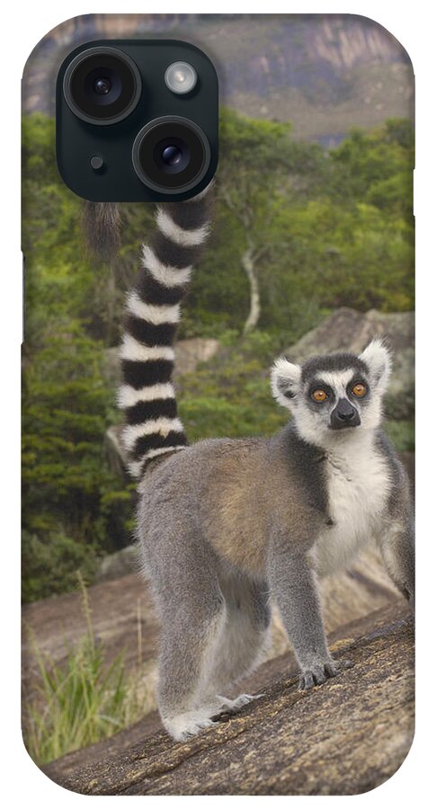 Feb0514 iPhone Case featuring the photograph Ring-tailed Lemur On Rocks Madagascar by Pete Oxford