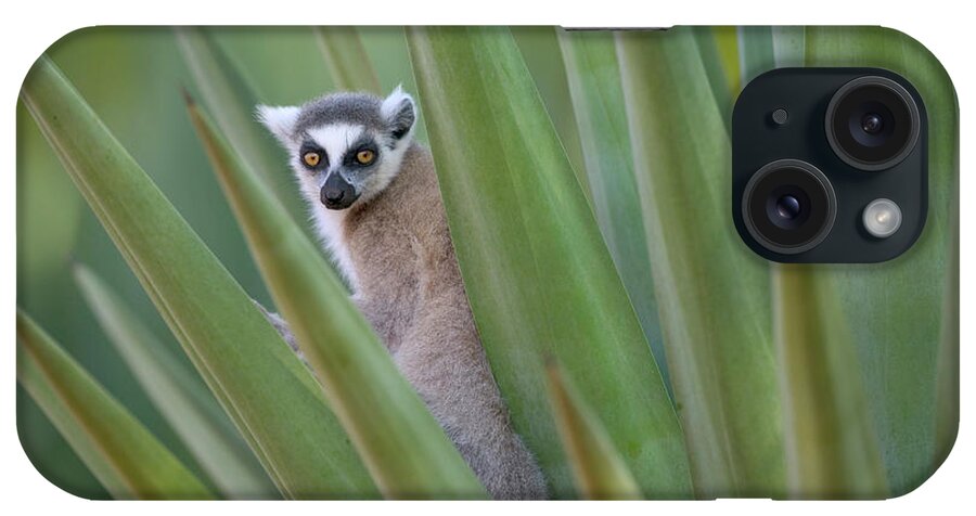 00621082 iPhone Case featuring the photograph Ring Tailed Lemur Peeking by Cyril Ruoso