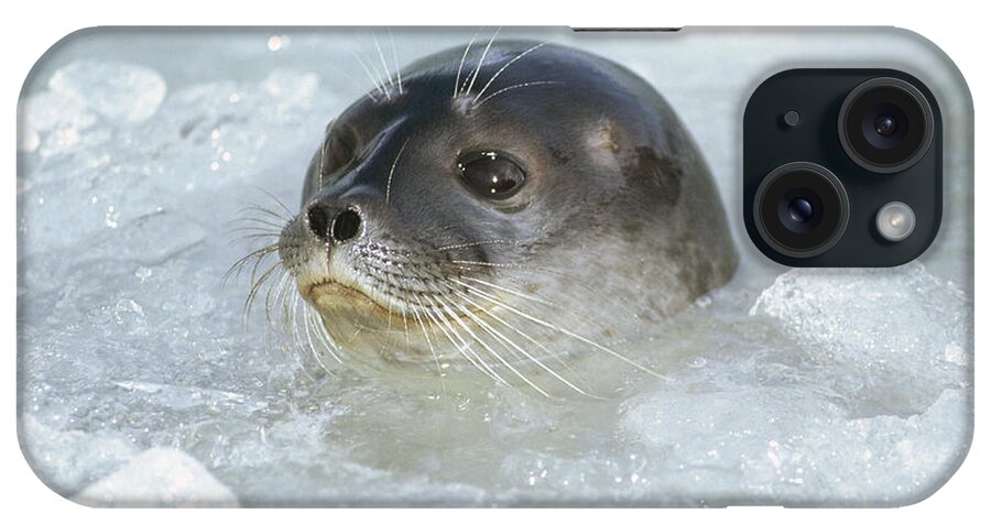 Feb0514 iPhone Case featuring the photograph Ringed Seal Surfacing In Brash Ice by Tui De Roy