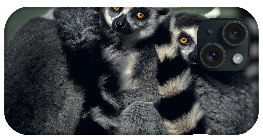 Africa iPhone Case featuring the photograph Ringtailed Lemurs Portrait Endangered Wildlife by Dave Welling