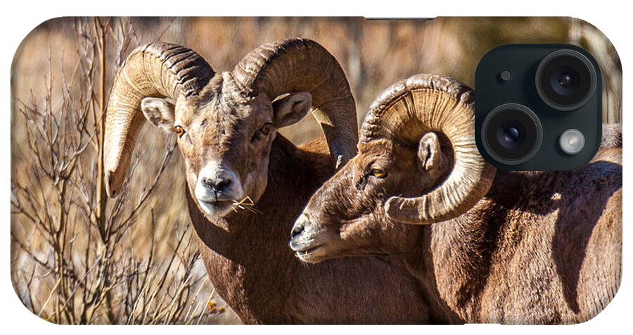 Big Horn Sheep iPhone Case featuring the photograph Rivals by Kevin Dietrich