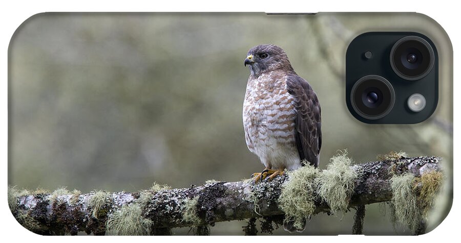 Roadside Hawk iPhone Case featuring the photograph Roadside Hawk Buteo magnirostris perched on a lichen-covered branch 2 by Tony Mills