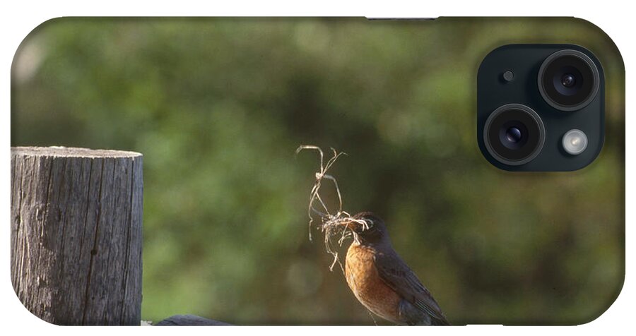 American Robin iPhone Case featuring the photograph Robin With Nesting Material by Robert J. Erwin
