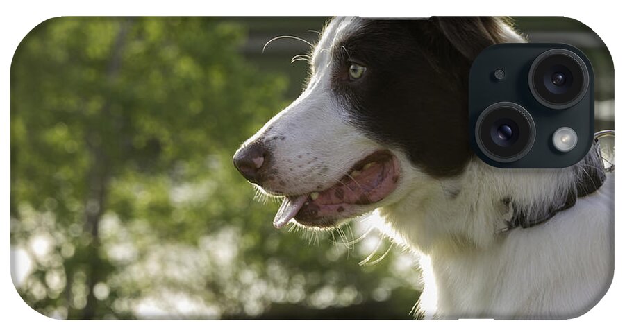 Dog iPhone Case featuring the photograph Rocky the Border Collie by Tim Stanley