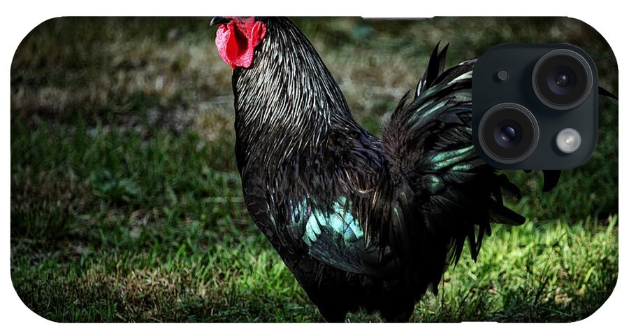 Rooster iPhone Case featuring the photograph Rooster in Mixed Light by Michael Dougherty