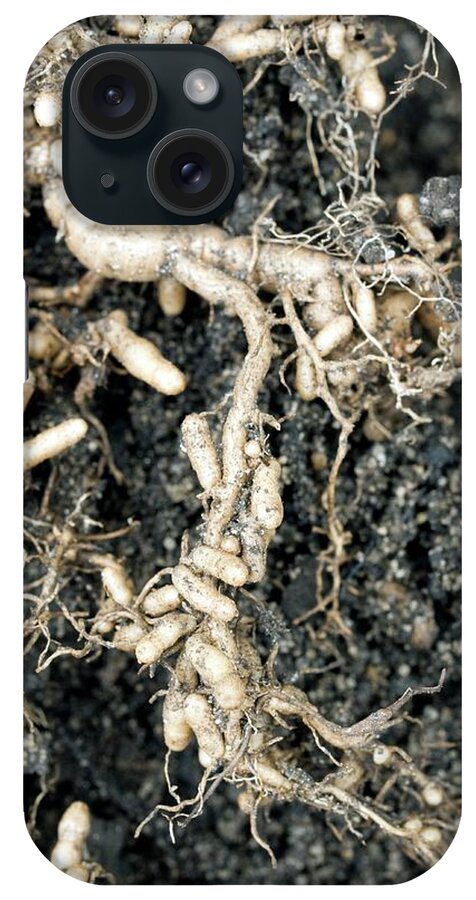 Thermopsis Rhombifolia iPhone Case featuring the photograph Roots And Nitrogen-fixing Nodules by Dr Jeremy Burgess/science Photo Library