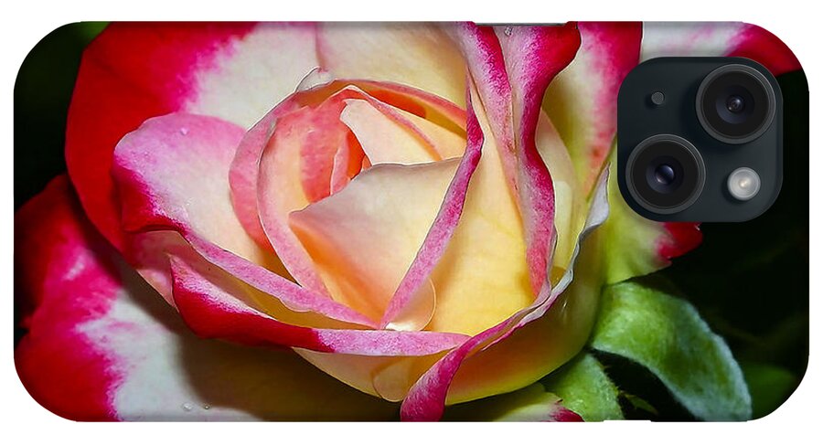 Rose iPhone Case featuring the photograph Rose 8 by Ingrid Smith-Johnsen