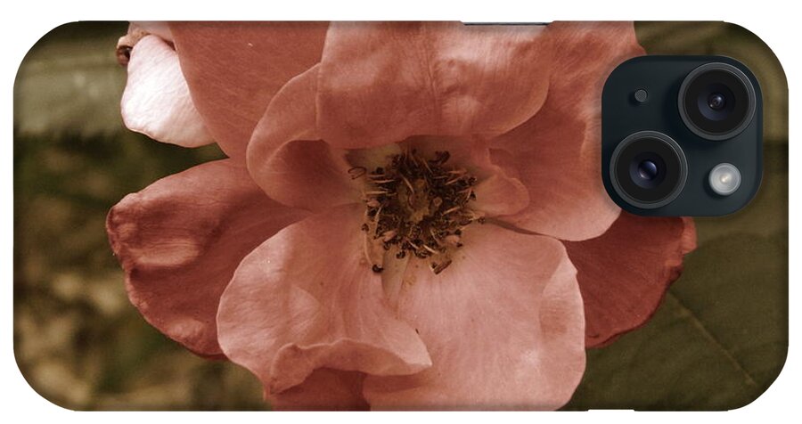 Rose iPhone Case featuring the photograph Rose by Andrea Anderegg