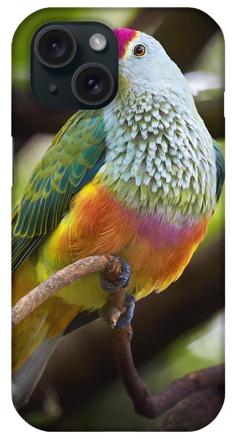 Martin Willis iPhone Case featuring the photograph Rose-crowned Fruit-dove Australia by Martin Willis