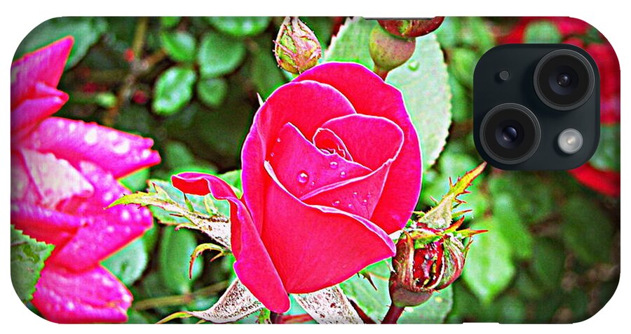 Rose iPhone Case featuring the photograph Rose Garden Centerpiece 2 by Pamela Hyde Wilson