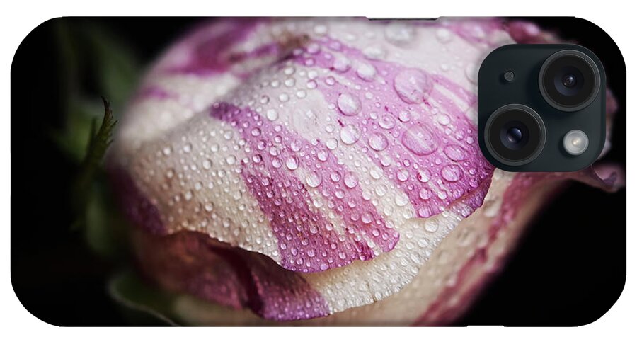 Celebration iPhone Case featuring the photograph Rose by Magnez2