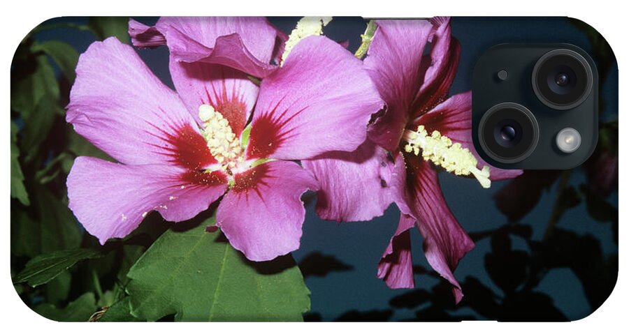 Hibiscus Syriacus iPhone Case featuring the photograph Rose Of Sharon (hibiscus Syriacus) by M F Merlet/science Photo Library