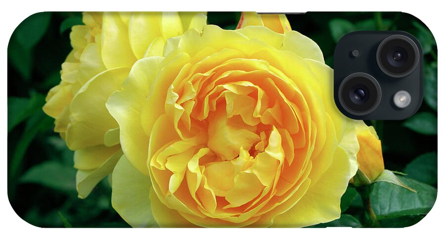 Rose iPhone Case featuring the photograph Rose (rosa 'charlotte') by Neil Joy/science Photo Library