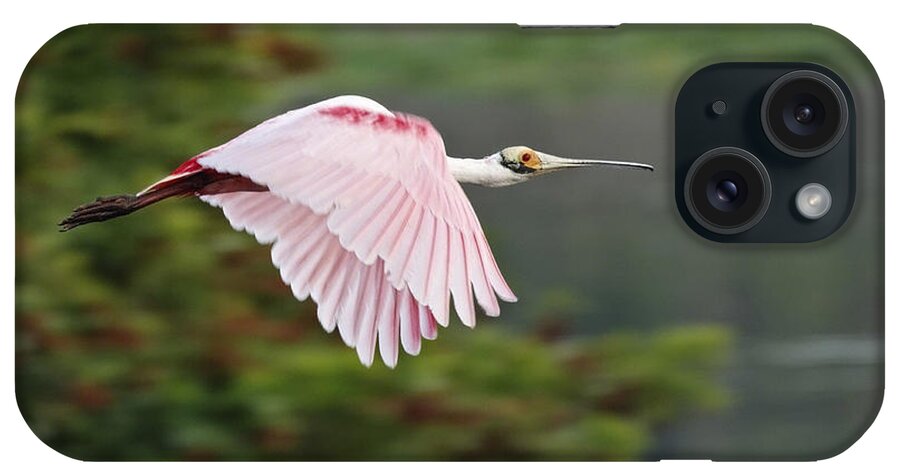 Audubon iPhone Case featuring the photograph Roseate Spoonbill in Flight by Dawn Currie
