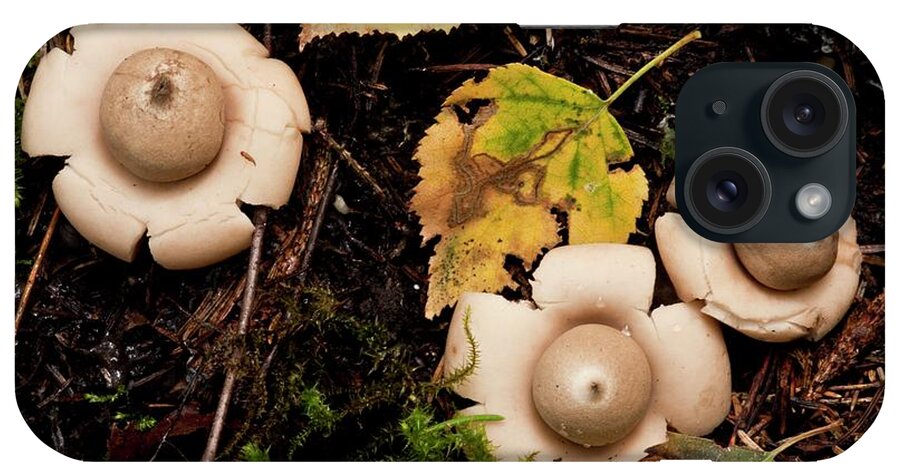 Rosy Earthstar iPhone Case featuring the photograph Rosy Earthstar (geastrum Rufescens) by Bob Gibbons/science Photo Library