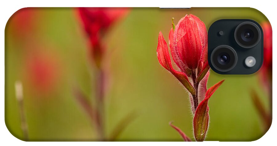 Castilleja Rhexifolia iPhone Case featuring the photograph Rosy Indian Paintbrush by Teri Virbickis
