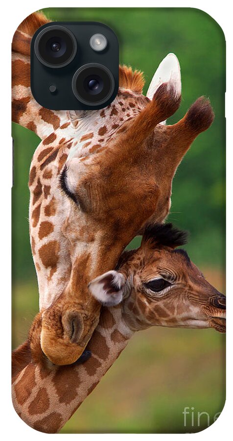 Africa iPhone Case featuring the photograph Rothschild Giraffe with calf by Nick Biemans