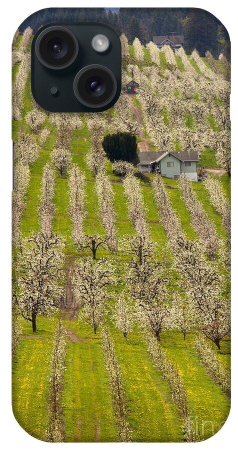 Pear iPhone Case featuring the photograph Rows of Spring by Michael Dawson