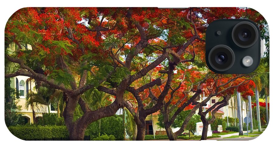 Royal Poinciana Tree iPhone Case featuring the photograph Royal Poinciana Trees Blooming in South Florida by Ginger Wakem