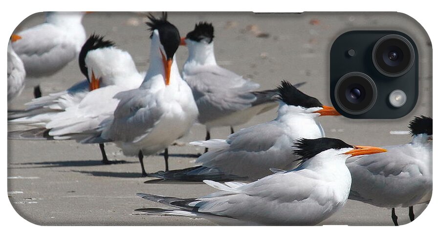 Tern iPhone Case featuring the photograph Royal Terns 2 by Cathy Lindsey