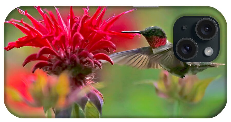 Bird iPhone Case featuring the photograph Ruby Throated Hummingbird With Beebalm by Clare VanderVeen