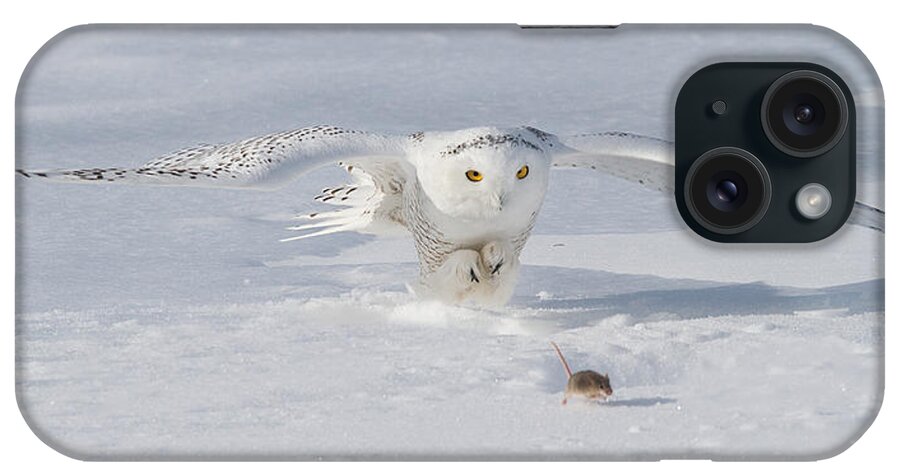 Snowy Owl iPhone Case featuring the photograph Run by Don Anderson