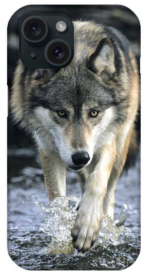 Wolf iPhone Case featuring the photograph Running Wolf by Chris Scroggins