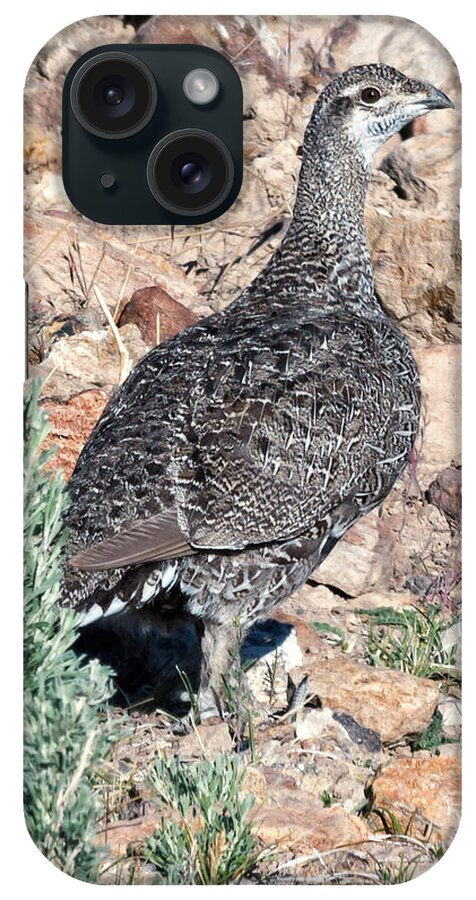 Fine Art iPhone Case featuring the photograph Sage Grouse by Kathleen Bishop