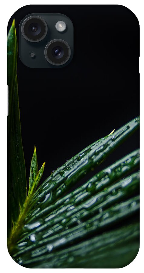 Cycad iPhone Case featuring the photograph Sago Palm 2 by Frank Mari