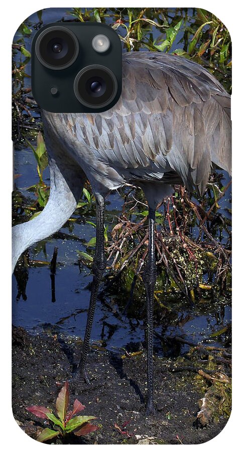 Crane iPhone Case featuring the photograph Sandhill Crane 035 by Christopher Mercer