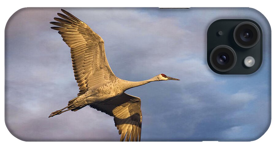 Sandhill Crane iPhone Case featuring the photograph Sandhill Crane in Flight by Priscilla Burgers