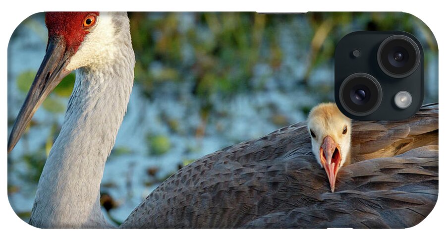 Agriculture iPhone Case featuring the photograph Sandhill Crane On Nest With Baby by Maresa Pryor