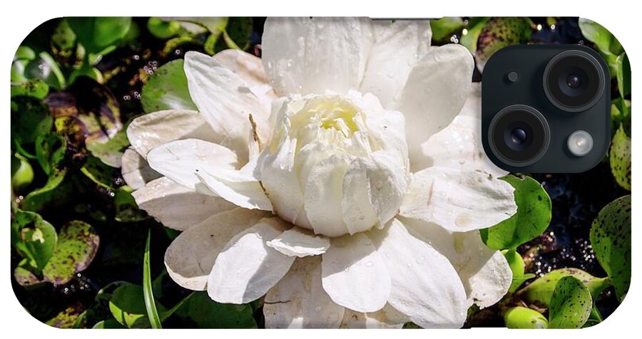 Nobody iPhone Case featuring the photograph Santa Cruz Water Lily (victoria Cruziana) by Paul Williams