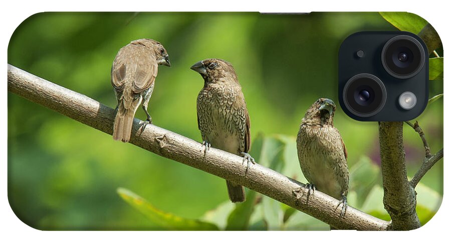 Nature iPhone 15 Case featuring the photograph Scaly-breasted Munia DTHN0109 by Gerry Gantt
