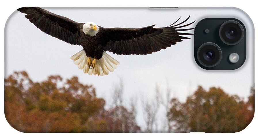 Eagle iPhone Case featuring the photograph Scanning by Alan Raasch