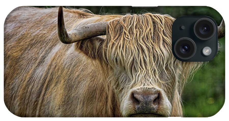 Bovine iPhone Case featuring the photograph Scottish Highland Cattle by Ray Kent