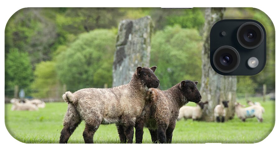 Neolithic iPhone Case featuring the photograph Scottish Sheep by Juli Scalzi
