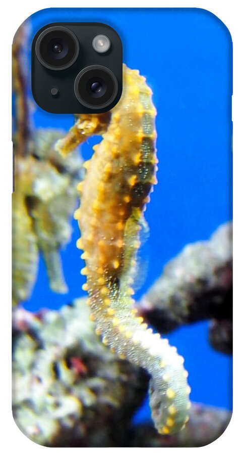 Sea Horse iPhone Case featuring the photograph Sea Horses by Amy McDaniel