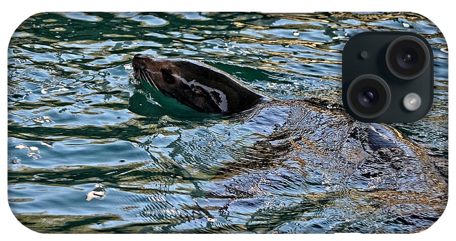 Sea Lion iPhone Case featuring the photograph Sea Lion in Water by Maggy Marsh