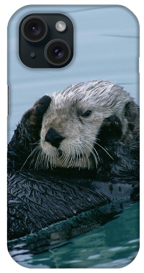 00600119 iPhone Case featuring the photograph Sea Otter Grooming by Matthias Breiter