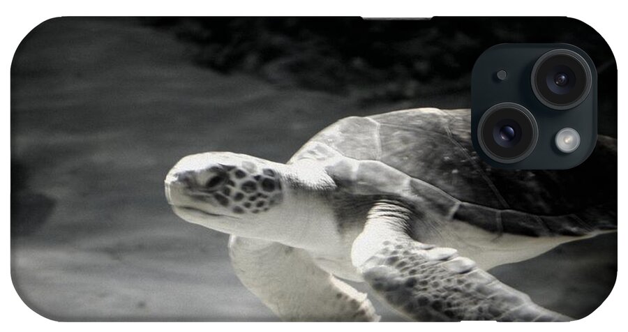 Turtle iPhone Case featuring the photograph Sea Turtle by Amanda Eberly