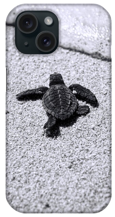Baby Loggerhead iPhone Case featuring the photograph Sea Turtle by Sebastian Musial