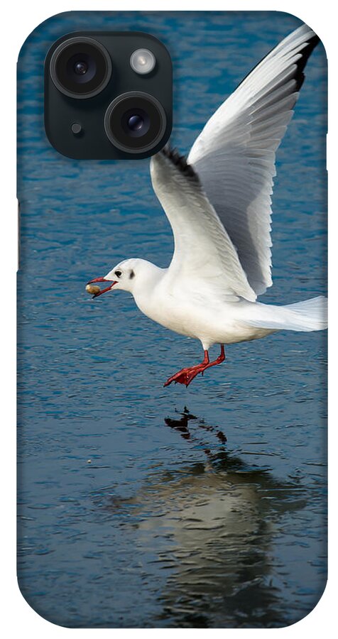 Seagull iPhone Case featuring the photograph Seagull With Stone Above Frozen Lake by Andreas Berthold
