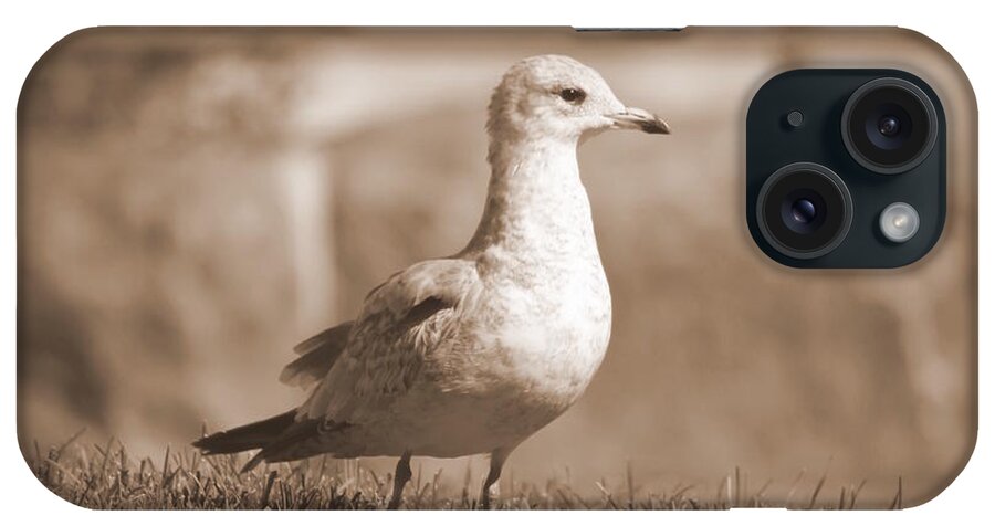 Seagulls iPhone Case featuring the photograph Seagulls 2 by Jennifer E Doll