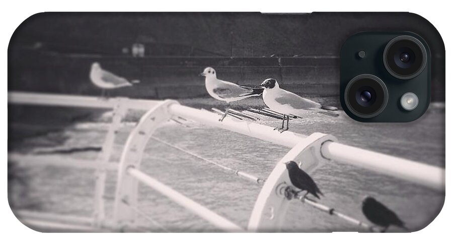 Seagulls Starlings Fish And Chips Cromer Norfolk Beach Pier Promenade iPhone Case featuring the photograph Seagulls of the East Coast Cromer Norfolk England by Crystal Money